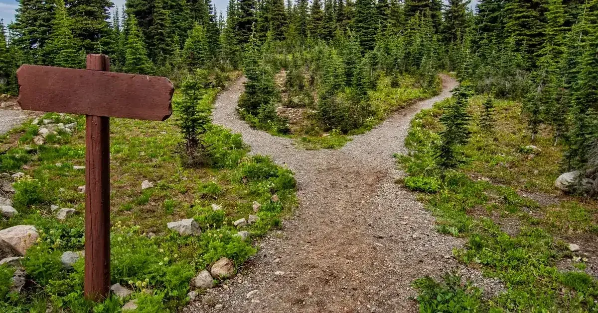 Caminho que se bifurca em duas direções na floresta, evocando a dor de um lado da cabeça
