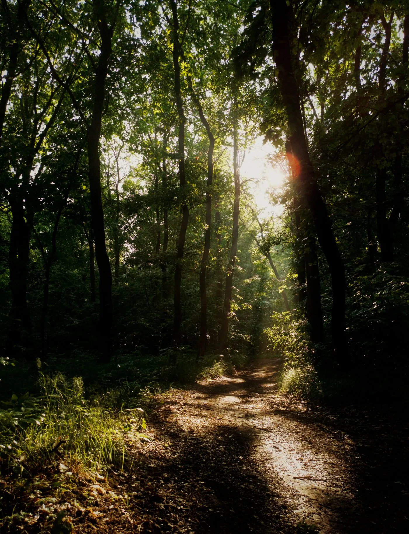 Trilha iluminada em uma floresta ao amanhecer